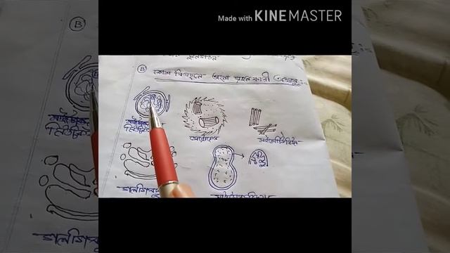 D. S. Chatterjee biological science, class X, 2020 смотреть онлайн