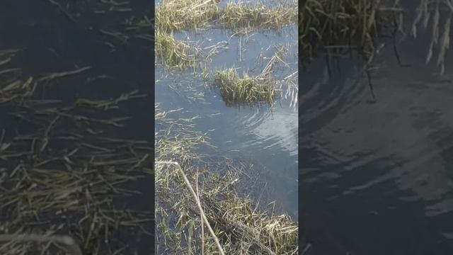 нерест щуки смотреть онлайн