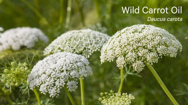 How to Make Peppermint Foot Scrub for Dry, Itchy Feet! смотреть онлайн