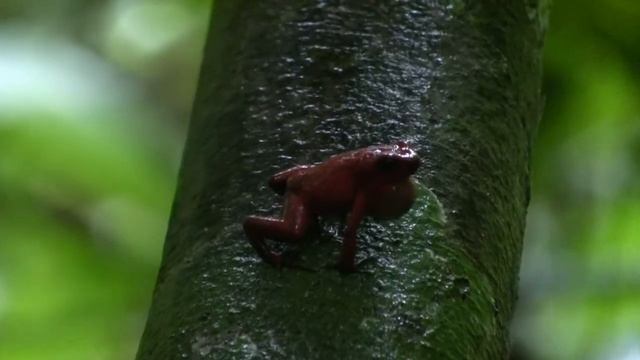 Oophaga pumilio calling from a tree смотреть онлайн
