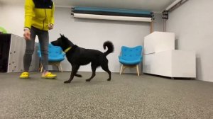 Как научить собаку останавливаться по команде?