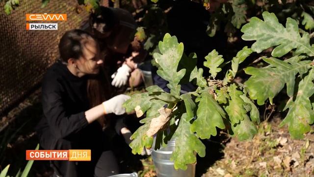 Рыльские школьники собрали около 30 кг желудей для сохранения леса смотреть онлайн