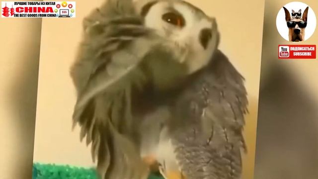 Коты, собаки,птицы и еноты веселят от души * Katter, hunder, fugler og vaskebjørn heie hjertelig 8 смотреть онлайн