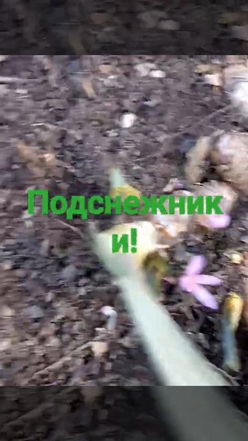 Первые подснежники чуть-чуть, мать мачеха, подпишись #сад#огород#подснежники#бульдонежкалина смотреть онлайн