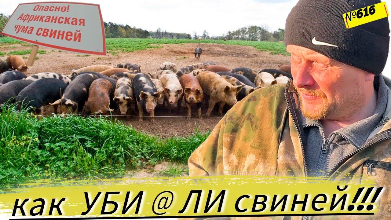 Проблемы свиноводства. Жизнь крестьян полна рисков и непредсказуемости. Омск Москаленки в деревне. смотреть онлайн