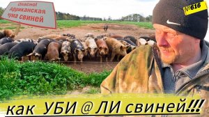 Проблемы свиноводства. Жизнь крестьян полна рисков и непредсказуемости.  Омск Москаленки в деревне.