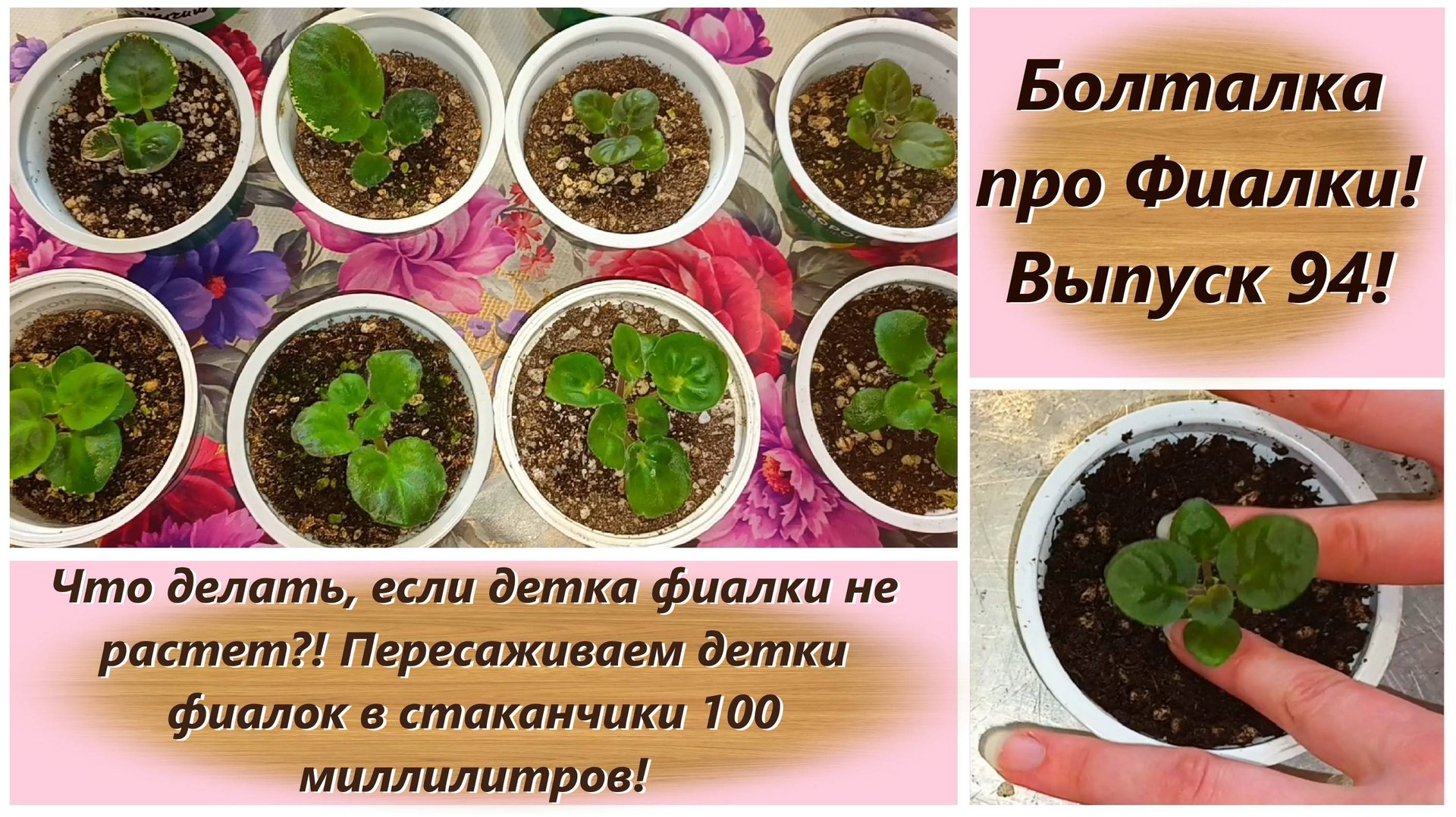 Болталка про Фиалки! Выпуск 94! Что делать, если детка фиалки не растет?!