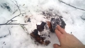 Сбор берёзовой чаги на сдачу.
