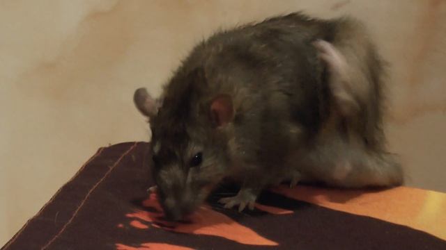 Издевается