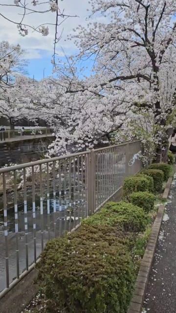 Сакура в цвету.... смотреть онлайн