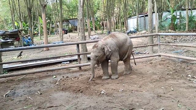 ใบบุญอ้อนพ่อมาเล่นด้วยน่ารักมาก555Ep15/3/64 смотреть онлайн