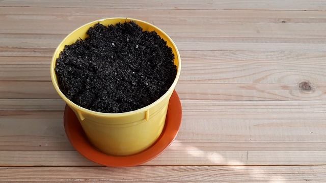 Planting Eucalyptus pulverulenta baby blue смотреть онлайн