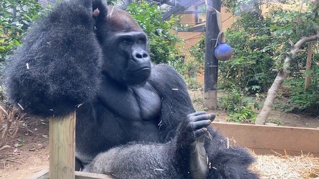 大好きな兄と遊んだ後、満足そうな顔で眠るキンタロウ⭐️ゴリラ Gorilla【京都市動物園】Kintaro sleeps contentedly after playing with Gentaro смотреть онлайн