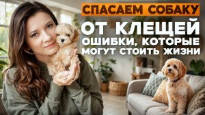 Клещи у собак: как защитить питомца? Обработка, препараты, опасности
