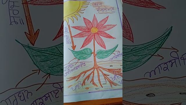 photosynthesis in plants смотреть онлайн