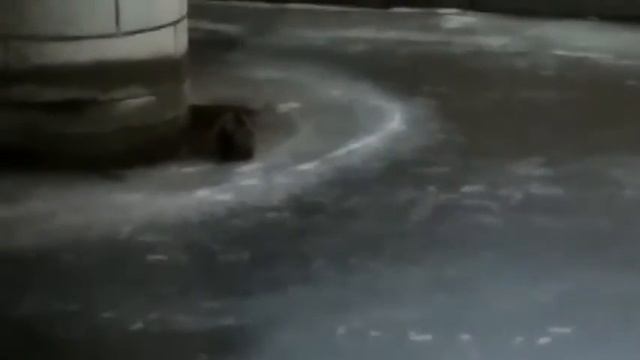 Бобр в Крюковом канале смотреть онлайн