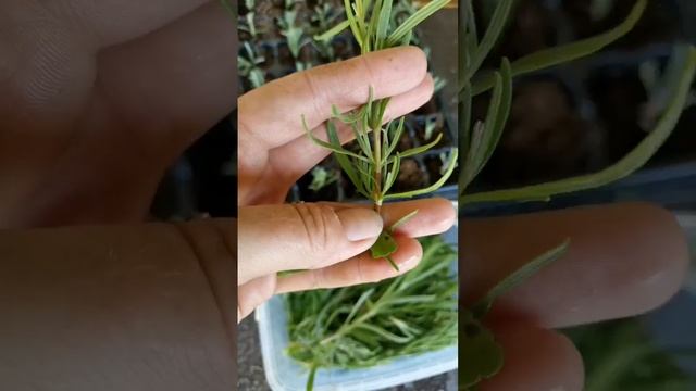 Черенкование лаванды. Мой опыт. Отбор черенка.