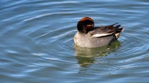 Чирок - свистунок и кряквы