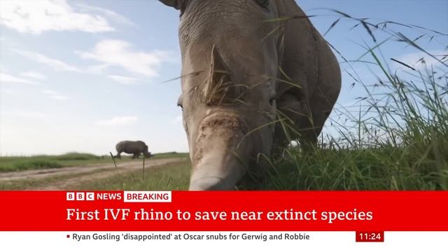World's first IVF rhino pregnancy 'could save species' | BBC News смотреть онлайн