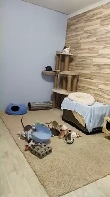 Милоты Вам из питомника ориентальных котодеток 😻🤗 смотреть онлайн