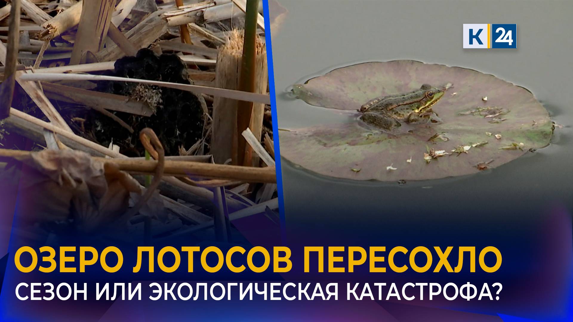 Знаменитое озеро лотосов под Краснодаром пересохло смотреть онлайн