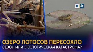 Знаменитое озеро лотосов под Краснодаром пересохло