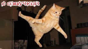 Приколы с котами! С ОЗВУЧКОЙ! СМЕШНЫЕ КОТЫ!!! Смешные видео с животными! Ржака!