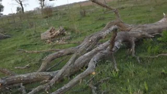 Mi Pampa húmeda смотреть онлайн