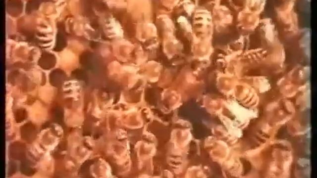 Советское пчеловодство Продукция пчел MP4 смотреть онлайн