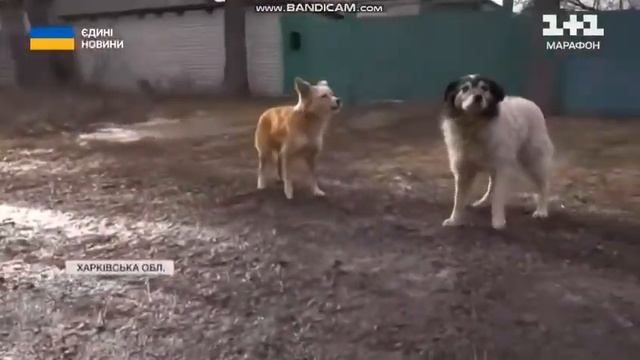 #woofdivision на головному, об'єднаному телеканалі України. смотреть онлайн