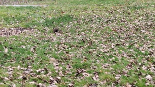 Белка гоняется за орехами. Squirrel chasing nuts #squirrel #белка #animals смотреть онлайн