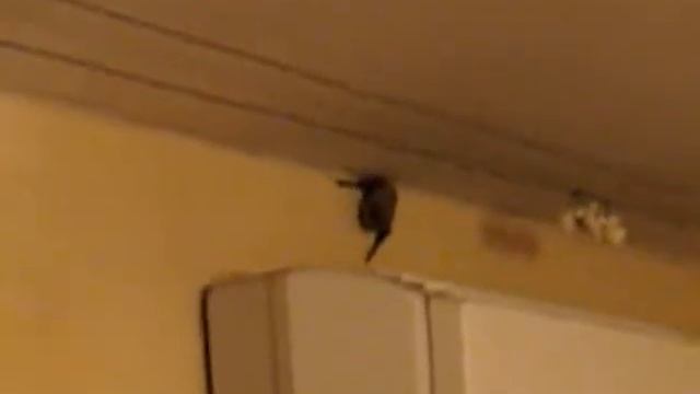 Приключения летучей мыши смотреть онлайн