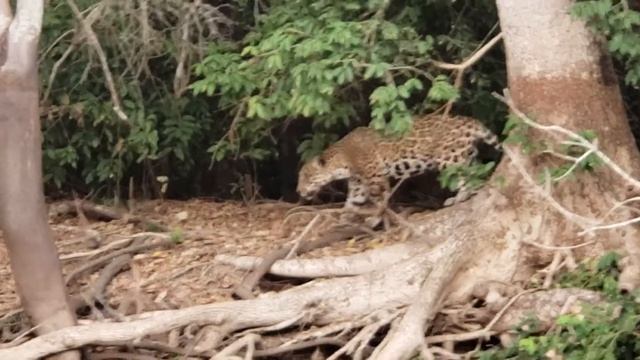 Pantanal- Jaguar 2 смотреть онлайн