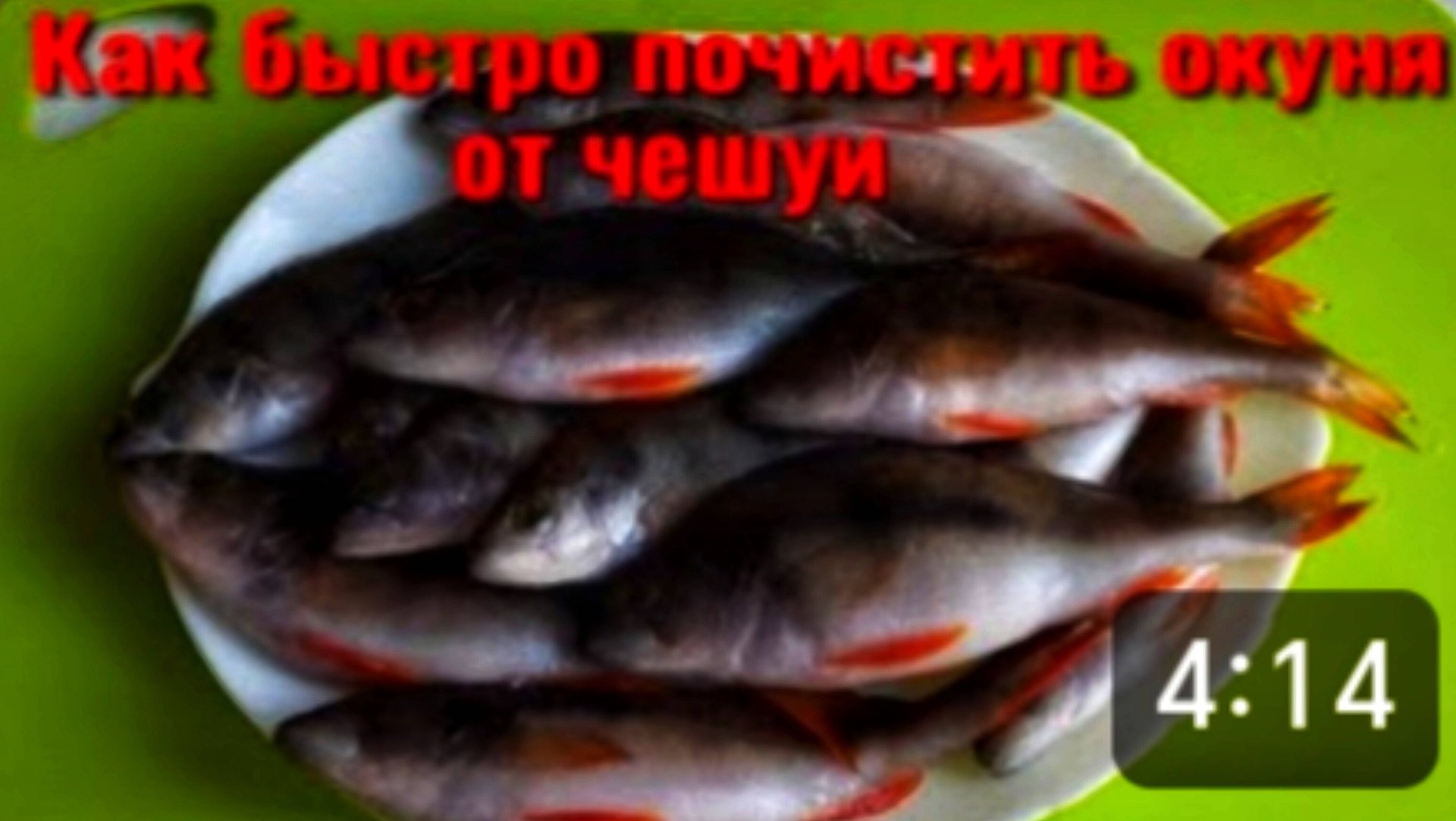 КАК ПОЧИСТИТЬ ОКУНЯ БЫСТРО. КАК БЫСТРО ПОЧИСТИТЬ ОКУНЯ ОТ ЧЕШУИ. смотреть онлайн