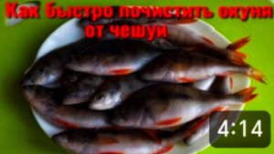 КАК ПОЧИСТИТЬ ОКУНЯ БЫСТРО. КАК БЫСТРО ПОЧИСТИТЬ ОКУНЯ ОТ ЧЕШУИ.
