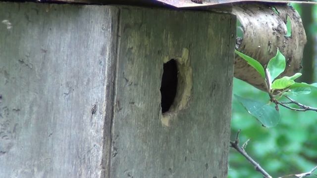 Гнездо зарянки смотреть онлайн