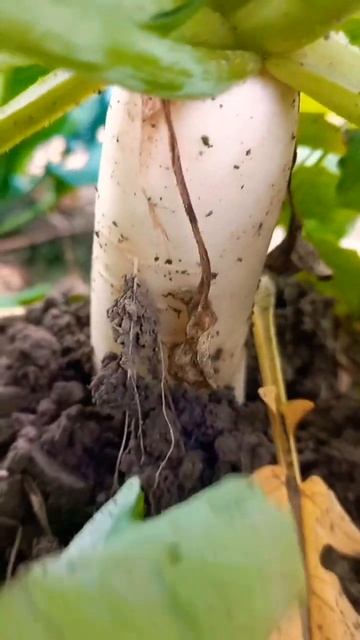 #white #radish in our plot.#viral смотреть онлайн
