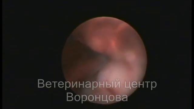 Торакоскопия. Метастаз в перикард у кошки. смотреть онлайн