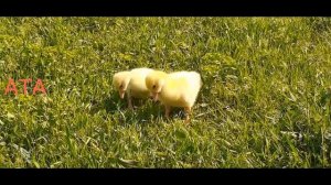 sounds of goslings  ///  звуки гусят