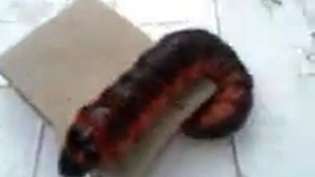 Гусеница великан.