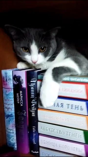 Коты и книги || спойлер к прочитанному смотреть онлайн