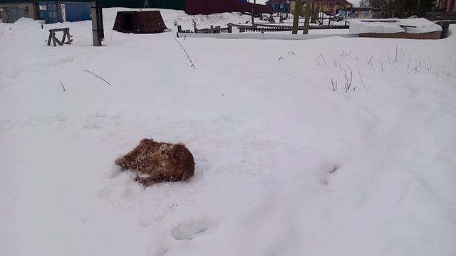 Снежные процедуры смотреть онлайн