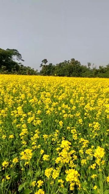 Yellow sheet of nature смотреть онлайн