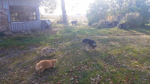 Коты кардинала смотреть онлайн