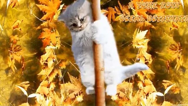 Ни о чём меня, осень, не спрашивай... Ст. Г. Воленберг, муз. и исп. #СамуилФрумович смотреть онлайн