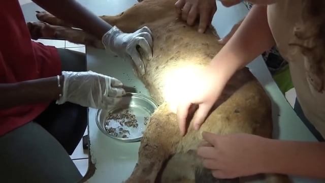 Remove mango worms from dog - Remove mango worms from dog skin Удалите манговых червей с кожи собак смотреть онлайн