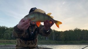 ЭТИ ЗВЕРИ ГНУТ СПИННИНГ В ДУГУ! Трофейные окуни на микроречке на джиг.