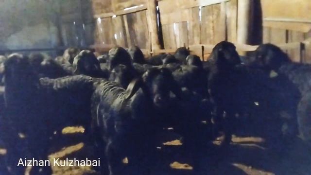 Өріске шығып жатқан қойлар ІІІ смотреть онлайн