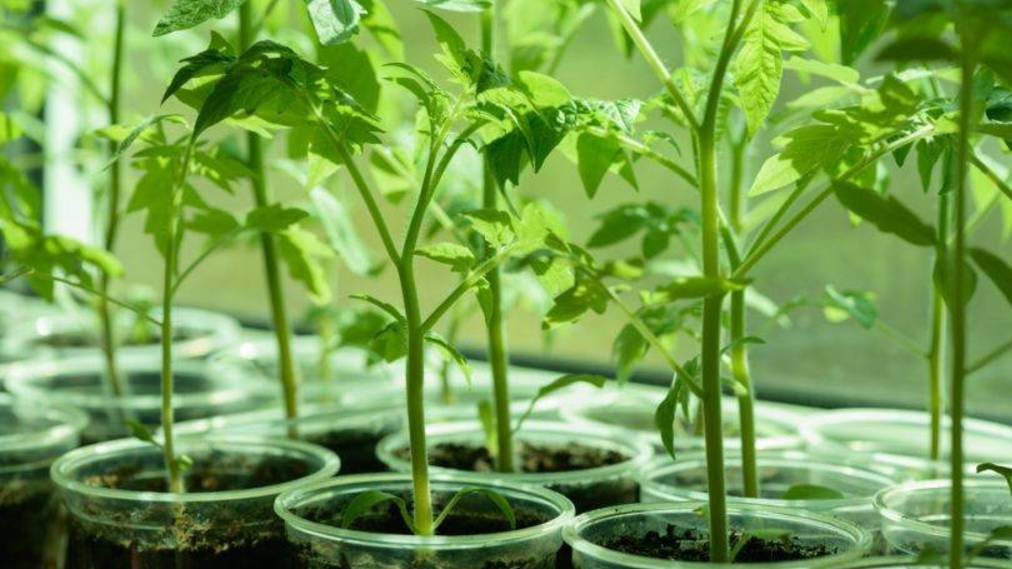 "Откройте секреты процветающей рассады: Топ препаратов для внекорневой подкормки!" смотреть онлайн