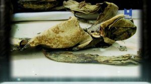 Очень странные экспонаты 3 серия (документальный сериал, 2021)